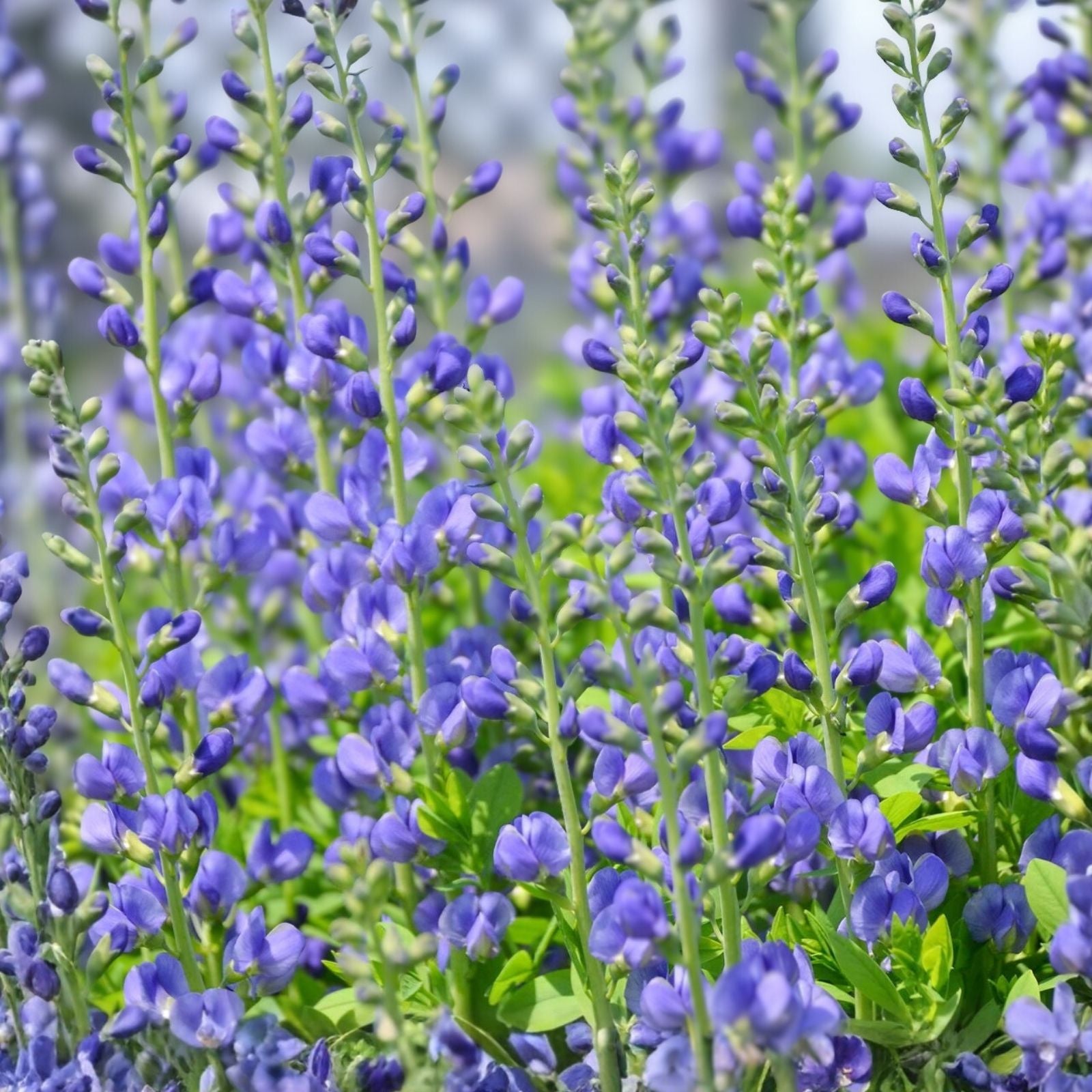 Blue False Indigo Live Plant Set of 2, Baptisia australis, Perennial Flowering Plant, Drought Tolerant, Blue Blooms