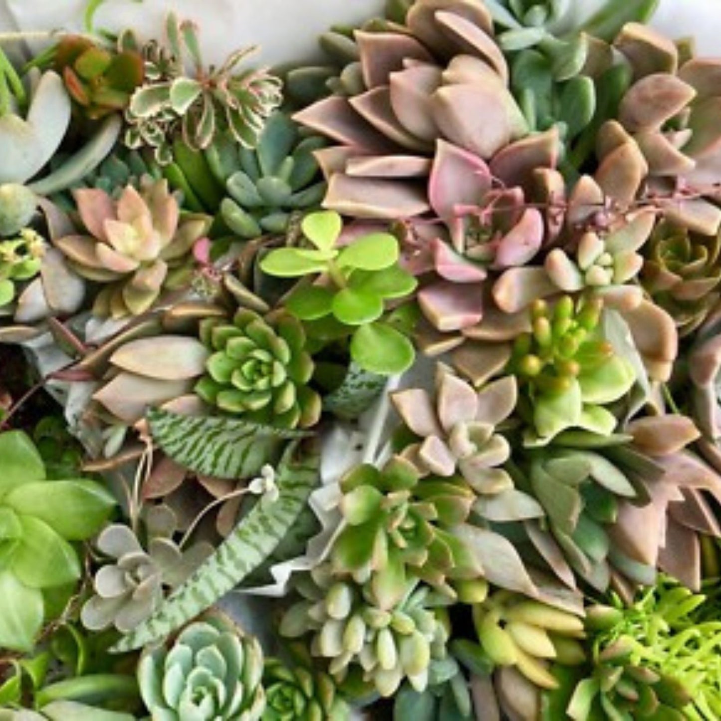 Succulent Cuttings 25 Mixed Live Unrooted Rosettes Pastel Red Jade Varieties Planting Supplies