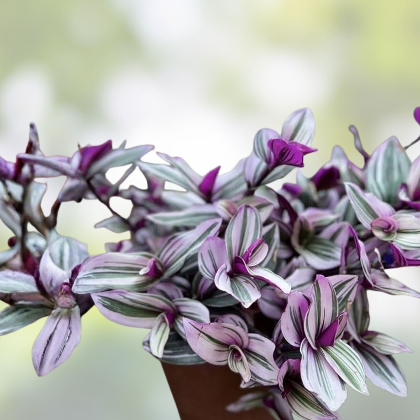 Pink Wandering Jew Cuttings 6" Indoor Houseplant, Tradescantia Nanouk, Variegated, Easy Care, Bright Indoor Plant