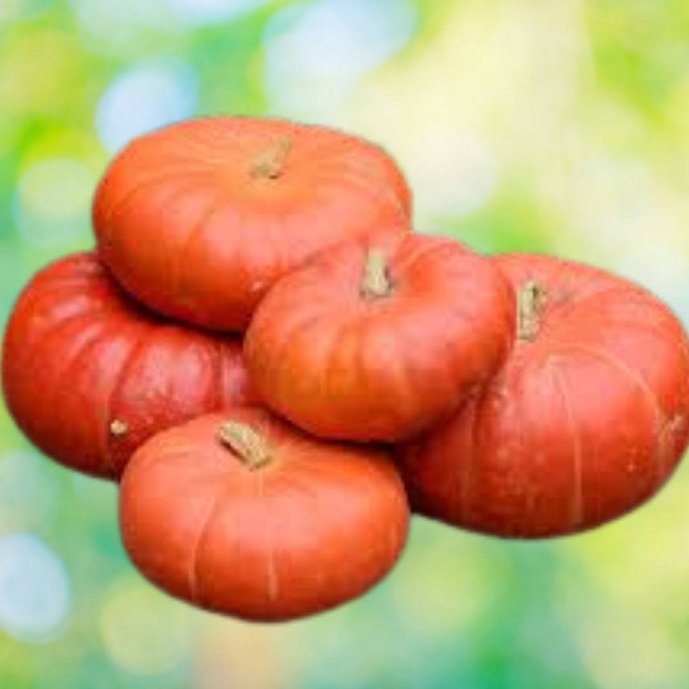 Cinderella Pumpkin Seeds 10 Organic Seeds Heirloom Variety Cucurbita pepo USA Grown
