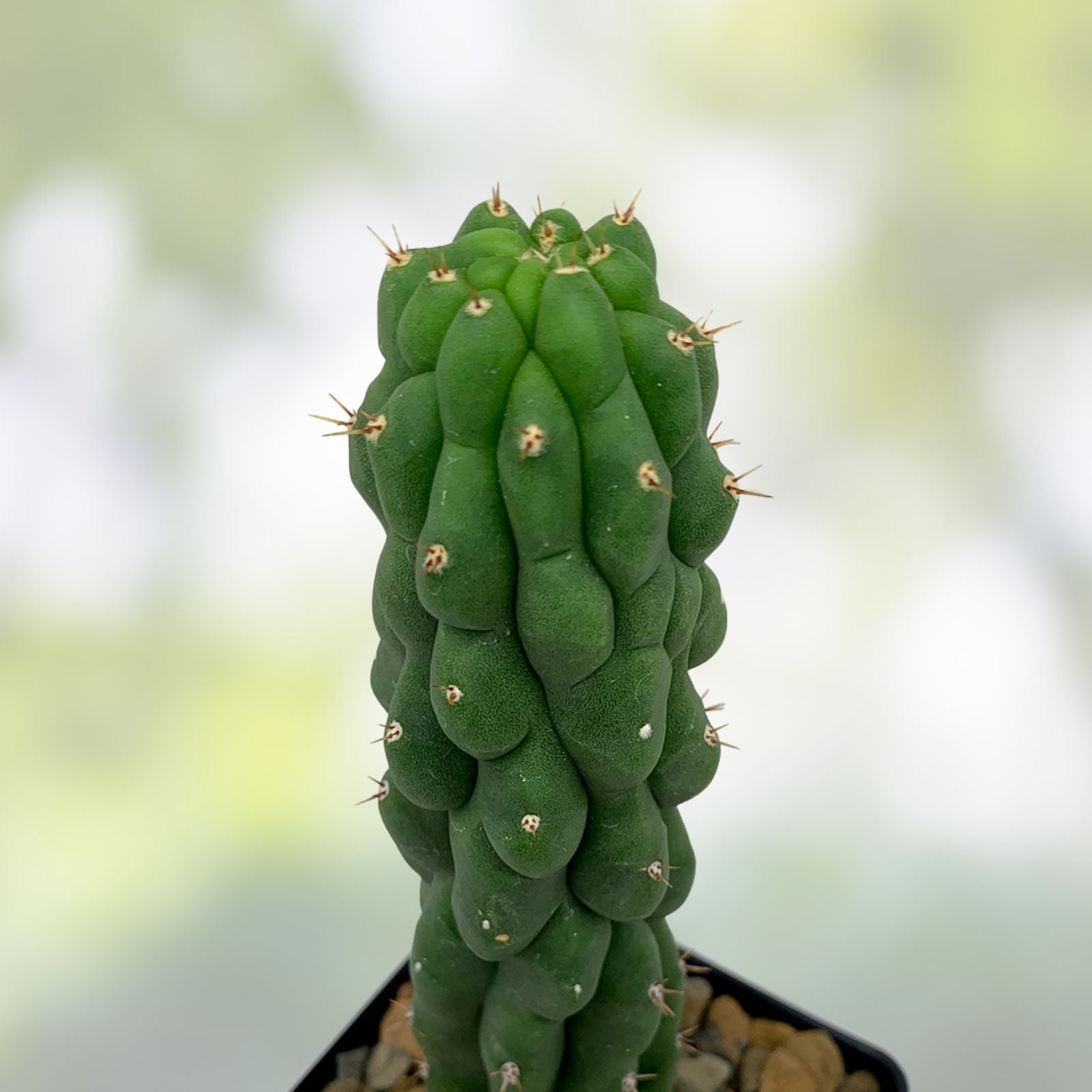 Columnar Monstrose Cactus - Small Partially Rooted Variegated Succulent - Echinopsis Monstrose Plant