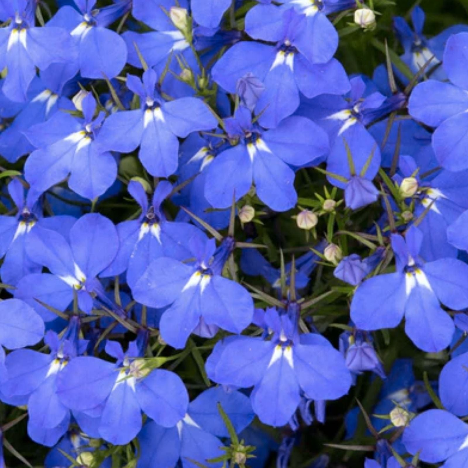 Blue Carpet Lobelia Seeds - 100 Seeds - Vibrant Blue Flowers - Lobelia erinus - Garden Bedding Plant, Flower Seeds