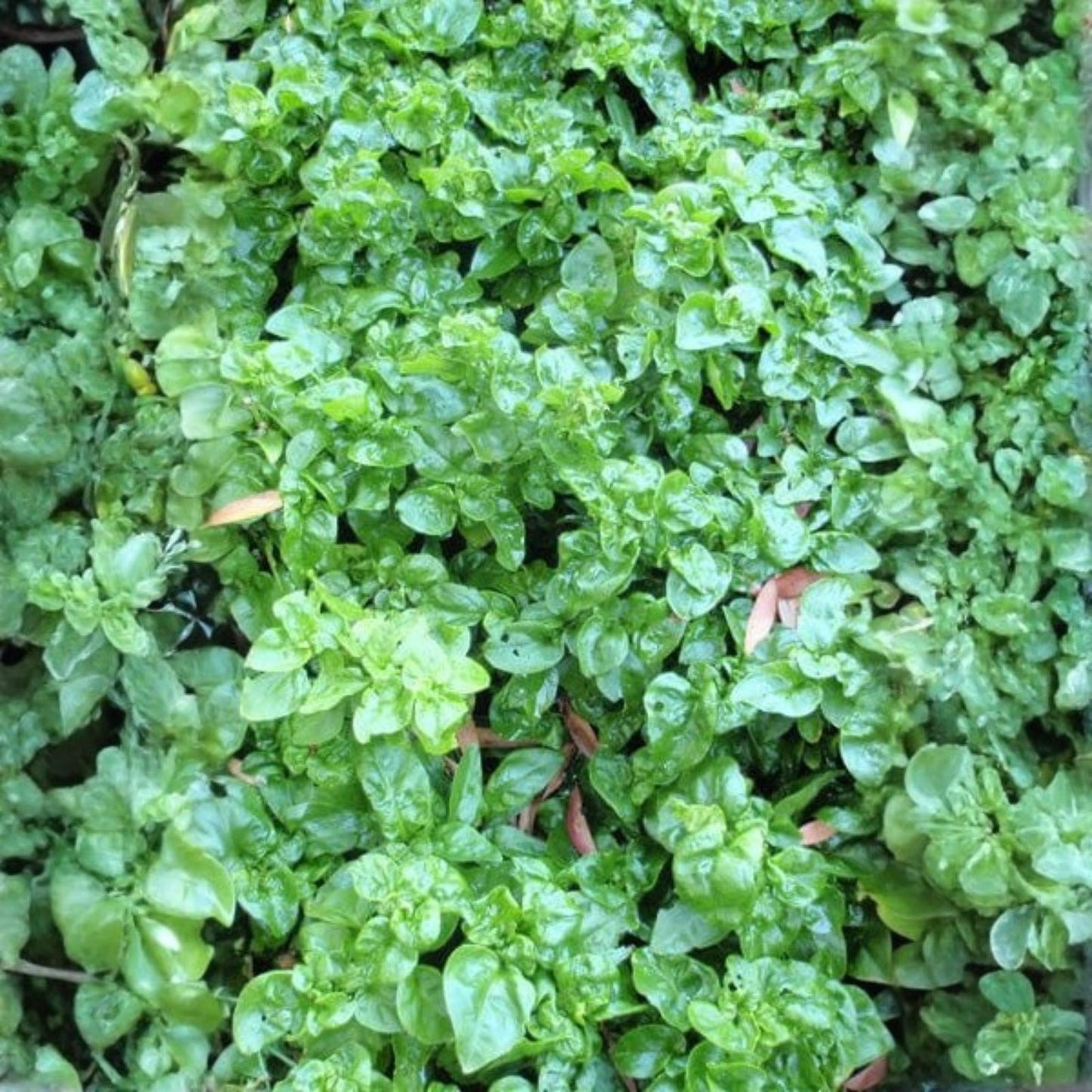 Sissoo Spinach Cuttings – 5 Fresh Unrooted Cuttings, Brazilian Variety, Edible Leaf Plant, Sambucus