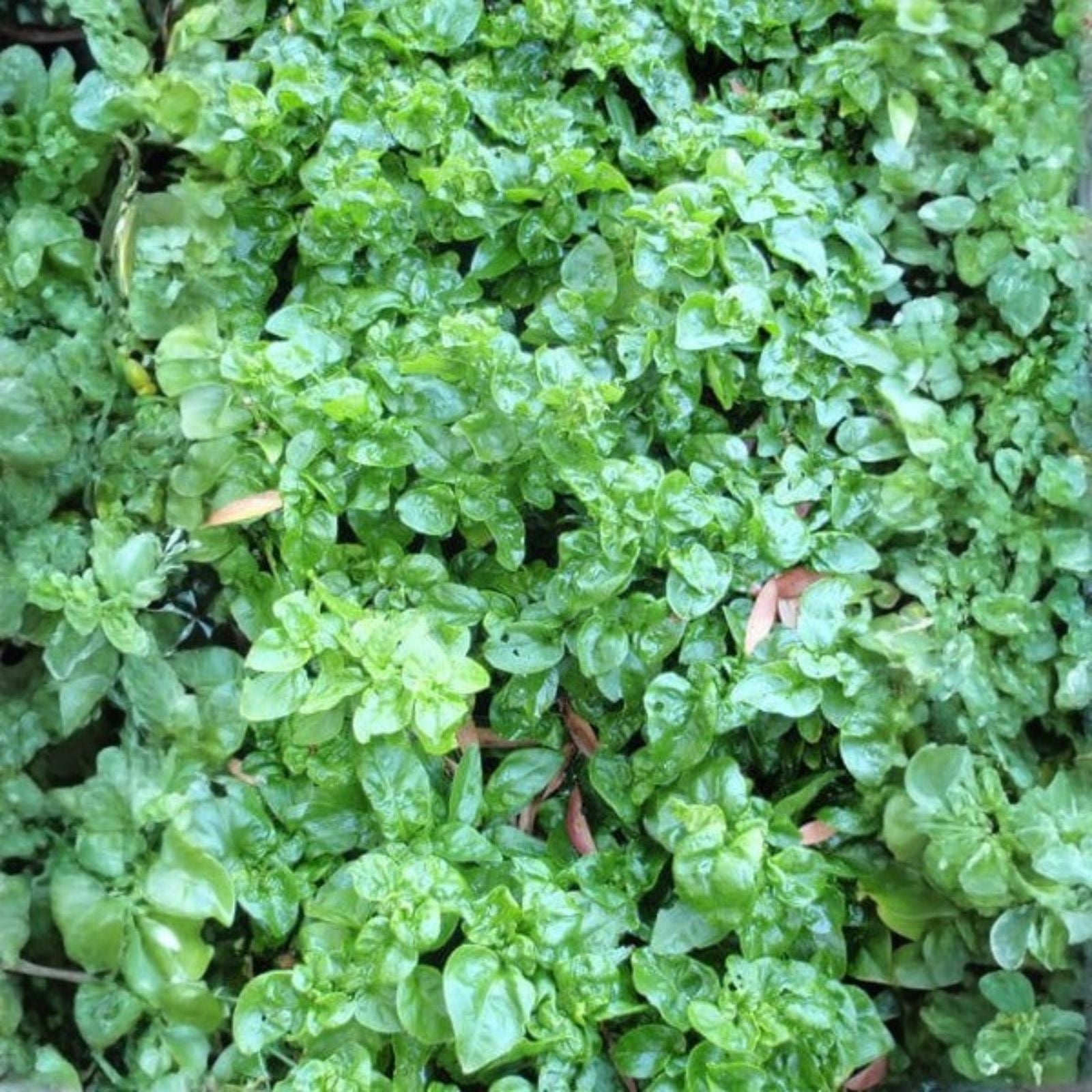 Sissoo Spinach Cuttings – 5 Fresh Unrooted Cuttings, Brazilian Variety, Edible Leaf Plant, Sambucus