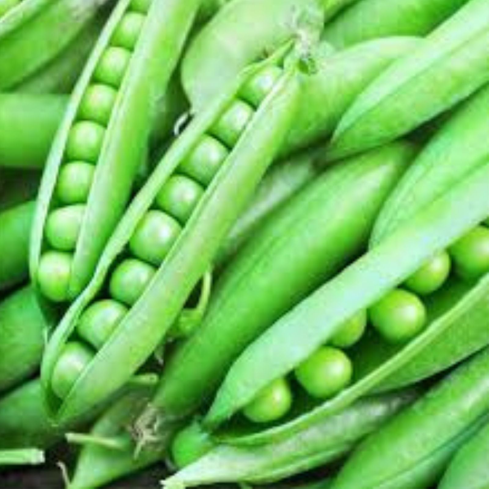 Heirloom Pea Seeds Little Marvel Non-GMO 20+ Seeds for Home Gardens Pisum sativum Vegetable Seeds