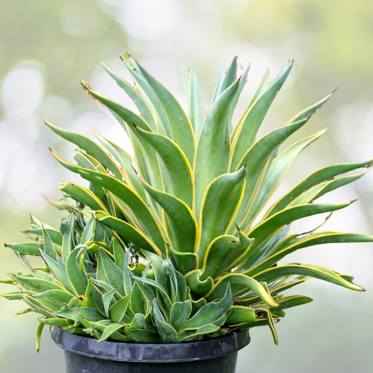 Agave Plant 6in Pot - Smooth Edges Agave Desmettiana - Low Maintenance Succulent - Drought Tolerant Decor