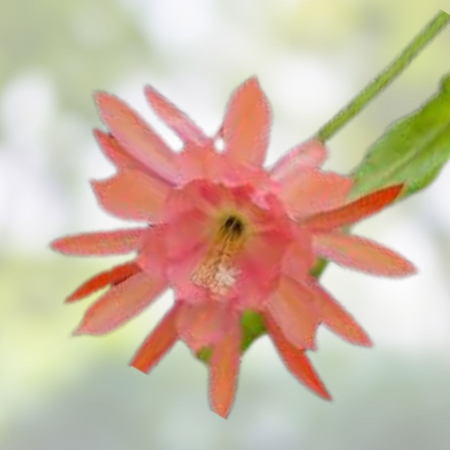 Epiphyllum 'Liberace' Unrooted Cutting - Rare Orchid Cactus - Stunning Indoor Plant for Propagation