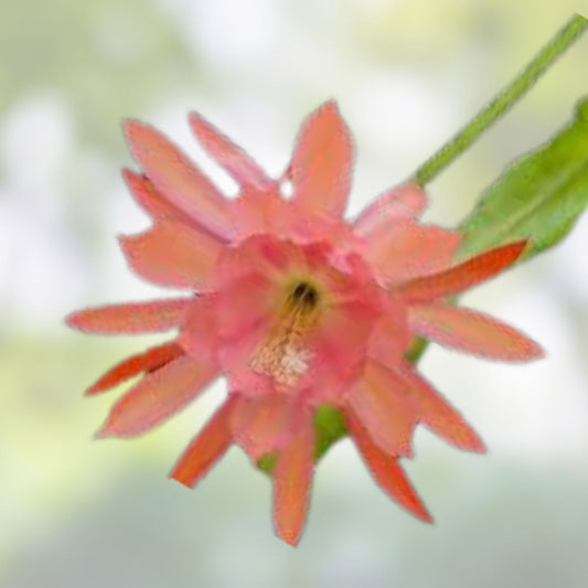 Epiphyllum 'Liberace' Unrooted Cutting - Rare Orchid Cactus - Stunning Indoor Plant for Propagation