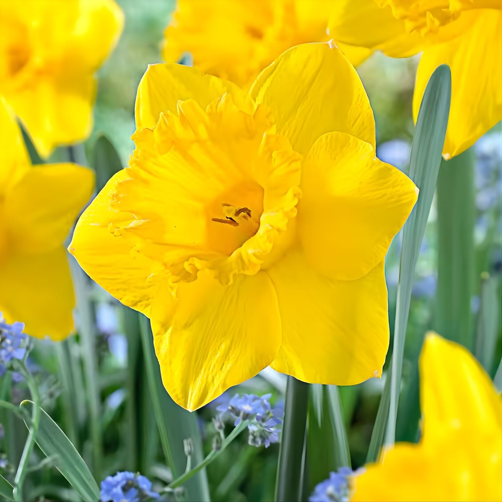 Daffodil Bulbs 12/14cm Yellow Trumpet 'Dutch Master' Narcissus Perennial Spring Bloom Deer Resistant Zones 3-8