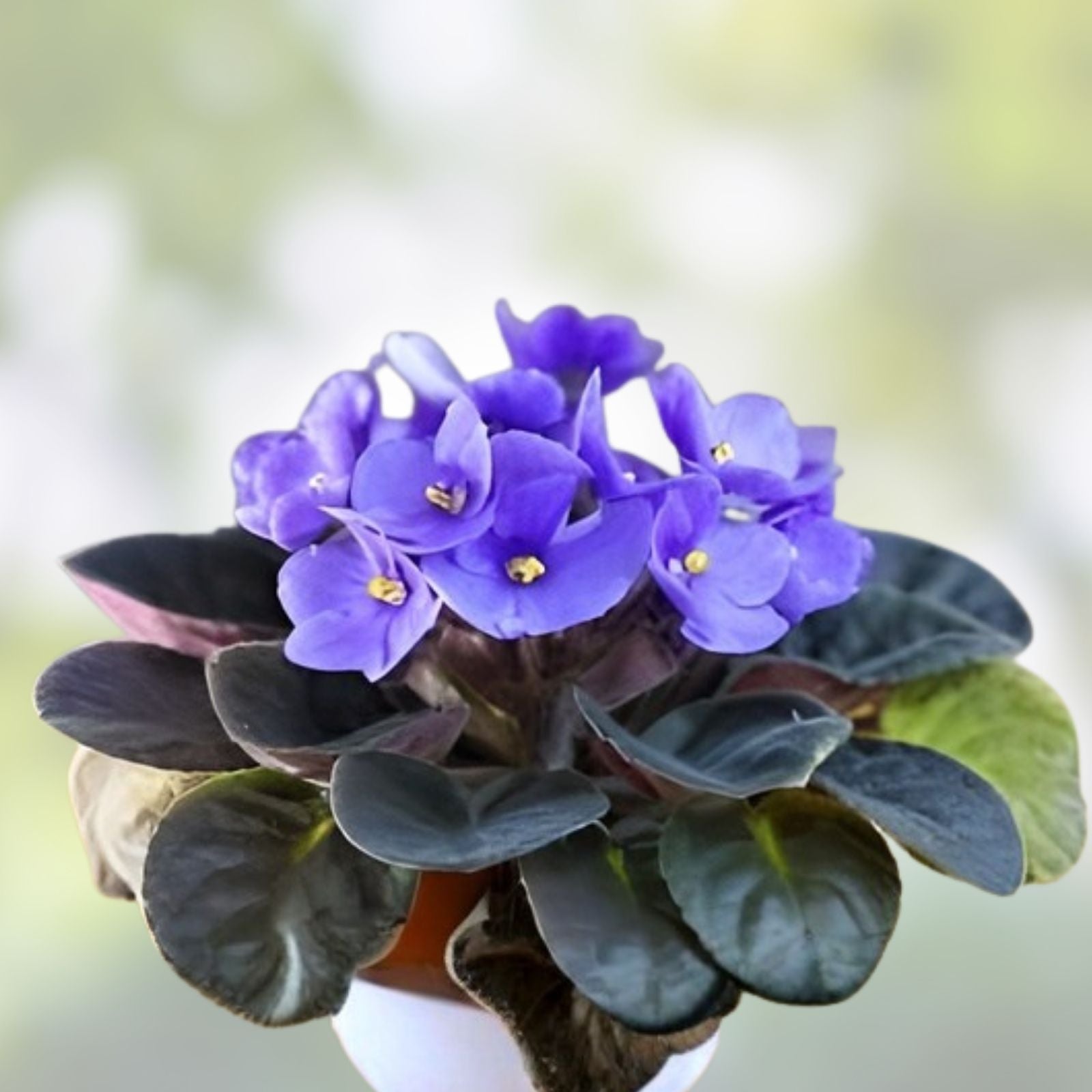 African Violet Leaf Cutting - Ma's Ching Dynasty - Standard Variety - Saintpaulia ionantha
