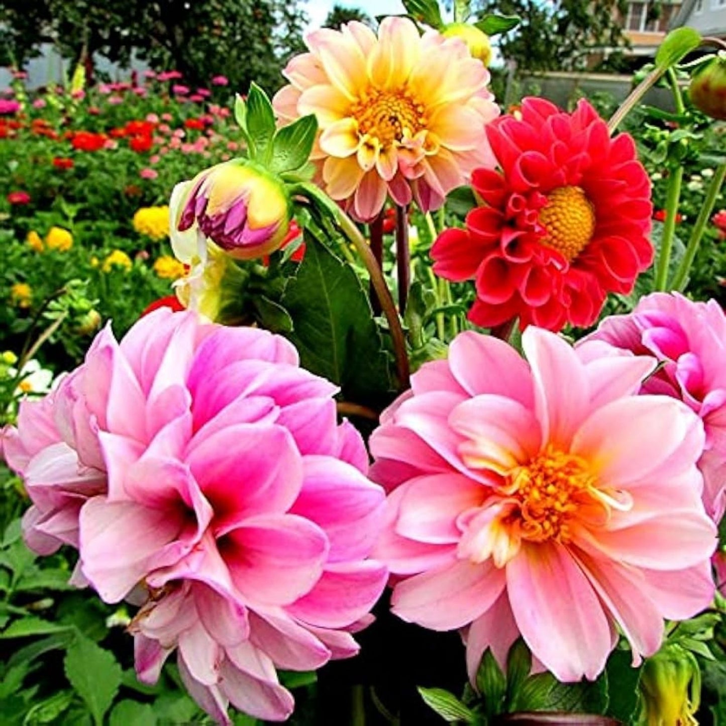 Dahlia Seeds 50+ Mixed Colors | USA Grown Dahlia pinnata Flower Seeds for Garden, Patio, and Cut Flowers