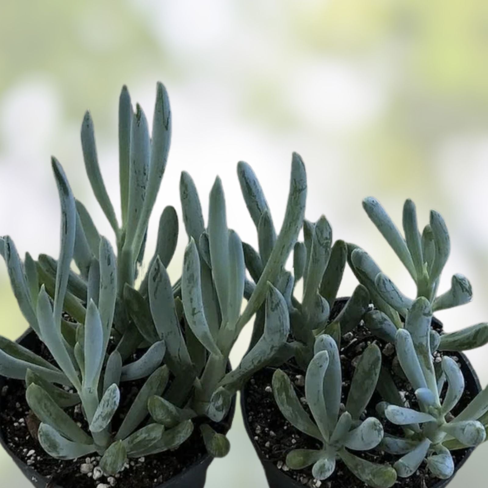 Blue Chalk Sticks Succulent Cutting - Healthy Live Plant - Senecio mandraliscae - Easy Care Houseplant - Rare Succulent Propagation