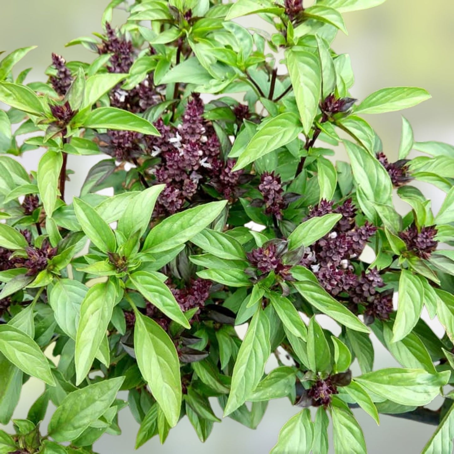 Thai Sweet Basil Seeds - 50+ Seeds, High-Yielding Culinary Herb, Aromatic Ocimum basilicum var. thyrsiflora, Annual Herb for Cooking
