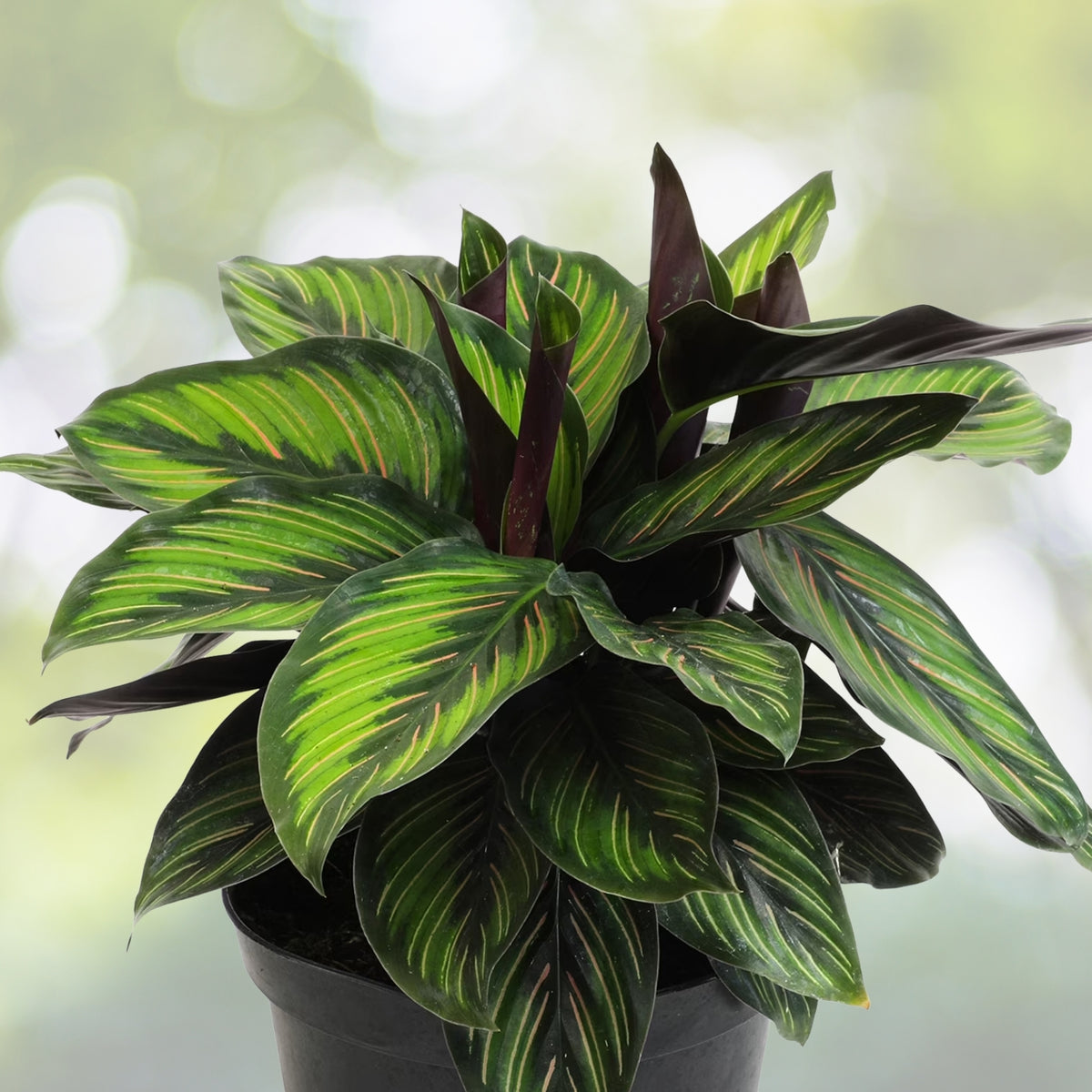 Calathea Houseplant 6 in Pot - Full Size Indoor Plant - Calathea spp. - Lush Green Foliage for Home Decor