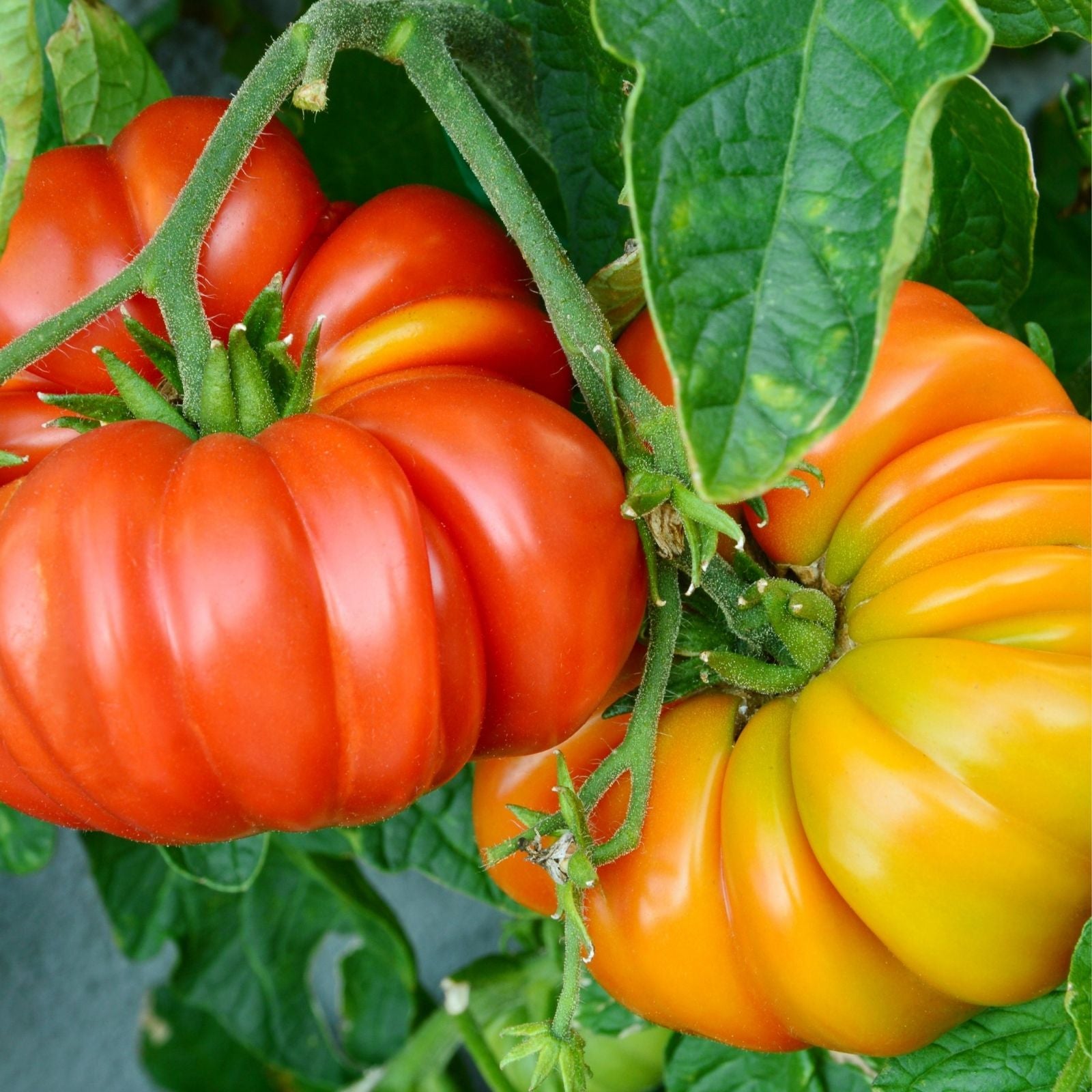 Beefsteak Tomato Live Starter Plants Set of 2 – Heirloom Red Juicy, Lycopersicum, Indeterminate, 4+ Inches