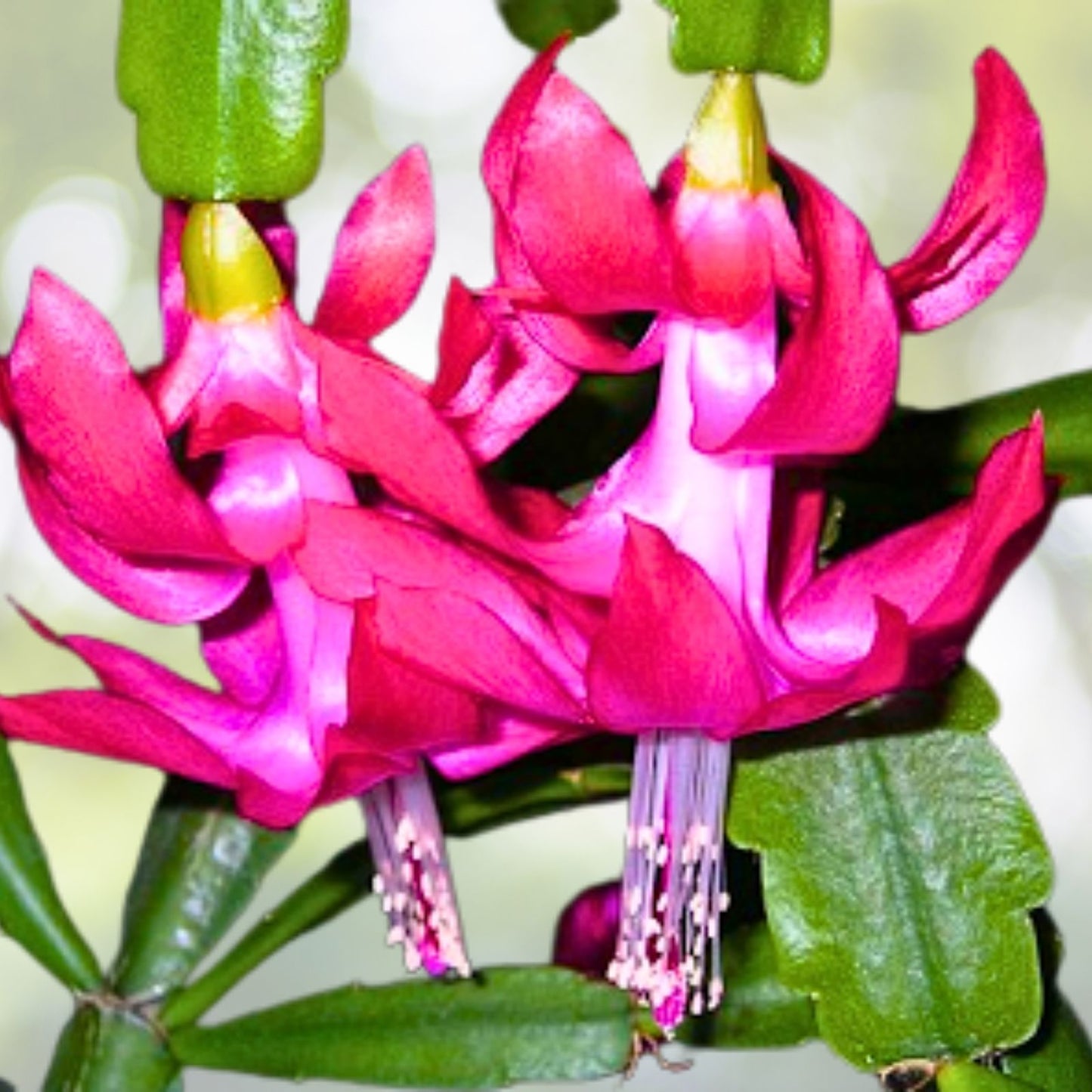 Christmas Cactus Cuttings 6-Pack, 4-Segment, Schlumbergera Buckleyi, Old Fashion Variety