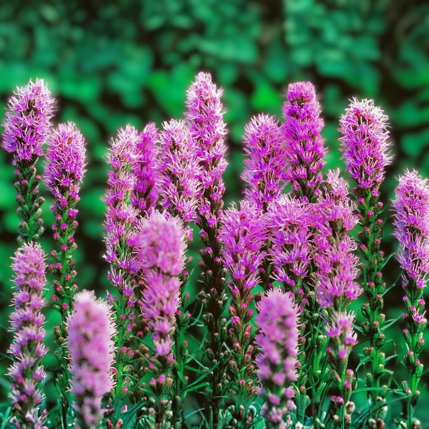 Purple Blazing Star Bare Root Perennials Set of 3, Liatris spicata, Live Garden Flowers for Zones 3-8