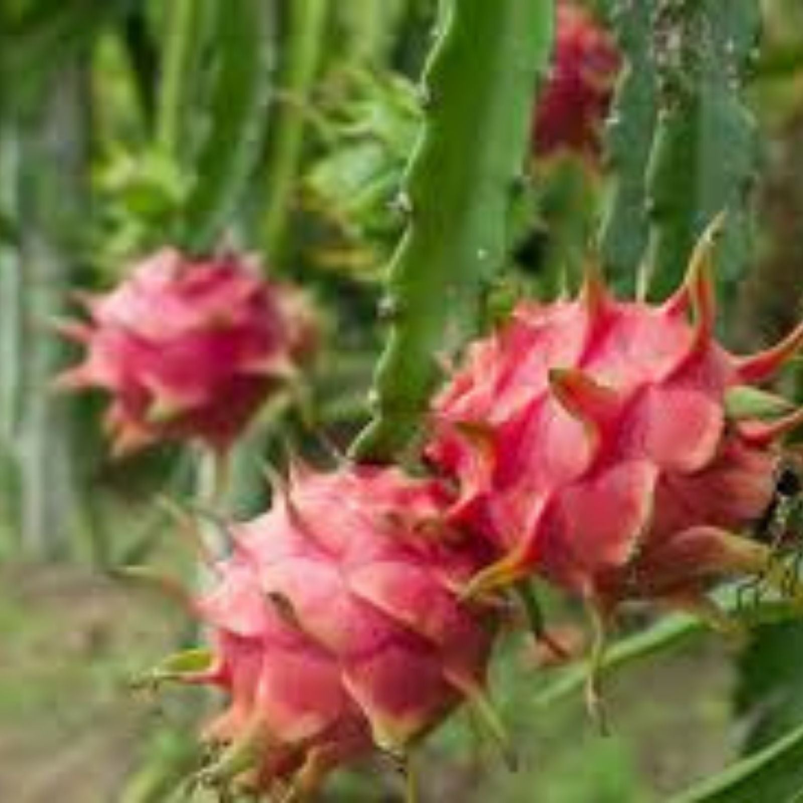 Rooted Yellow Dragon Fruit Seedlings - Cactus Plant - 4 Inch Hylocereus undatus Tropical Fruit Plant