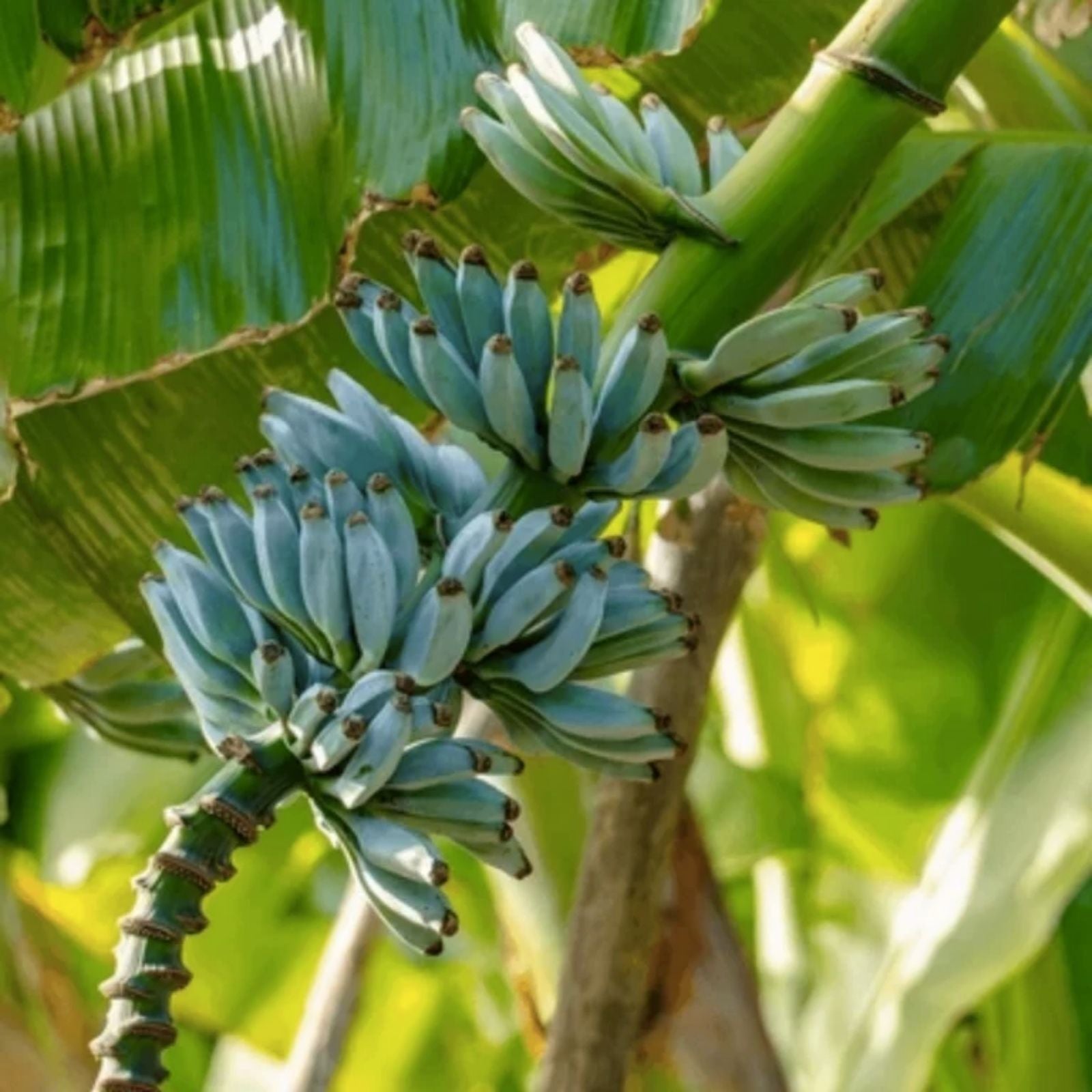 Live Banana Tree Starter Plant - Musa Ice Cream (Blue Java) - Small Rooted Tropical Fruit Plant