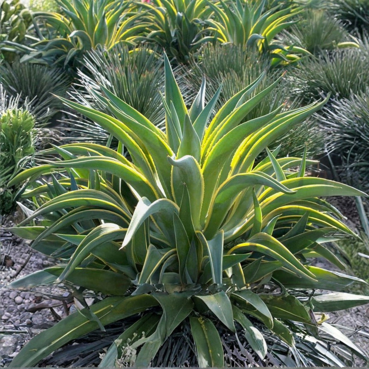Variegated Agave Desmettiana Plant - Low Maintenance Succulent - Drought-Tolerant, Sun-Loving - Ideal for Landscaping
