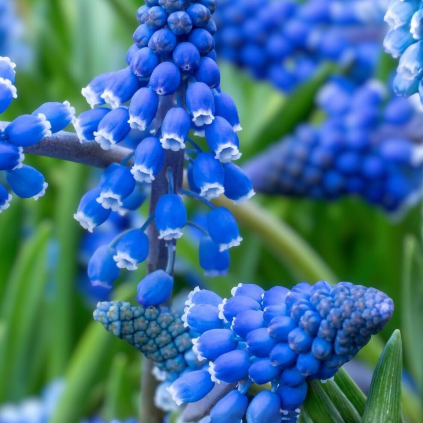Blue Grape Hyacinth Bulbs 8-9 cm Deep Cobalt-Blue Muscari armeniacum for Spring Garden Planting, Hardy Naturalizer