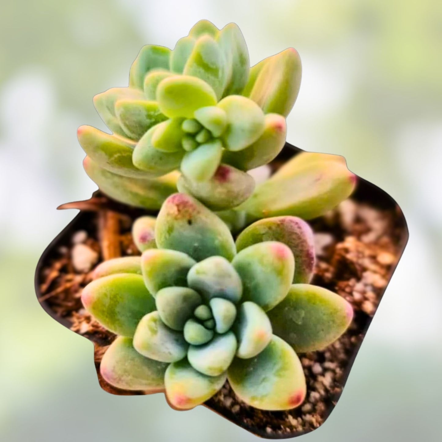 Live Sedum Clavatum Succulent Plant in 2-inch Pot, Fully Rooted Indoor Greenery, Easy Care Succulent, Green Indoor Plant