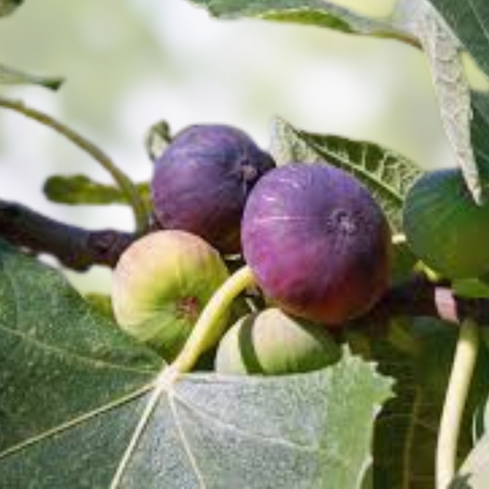 Fig Tree Cuttings 6 Pieces Ronde de Bordeaux Black Variety Ficus carica Edible Fruit Plant