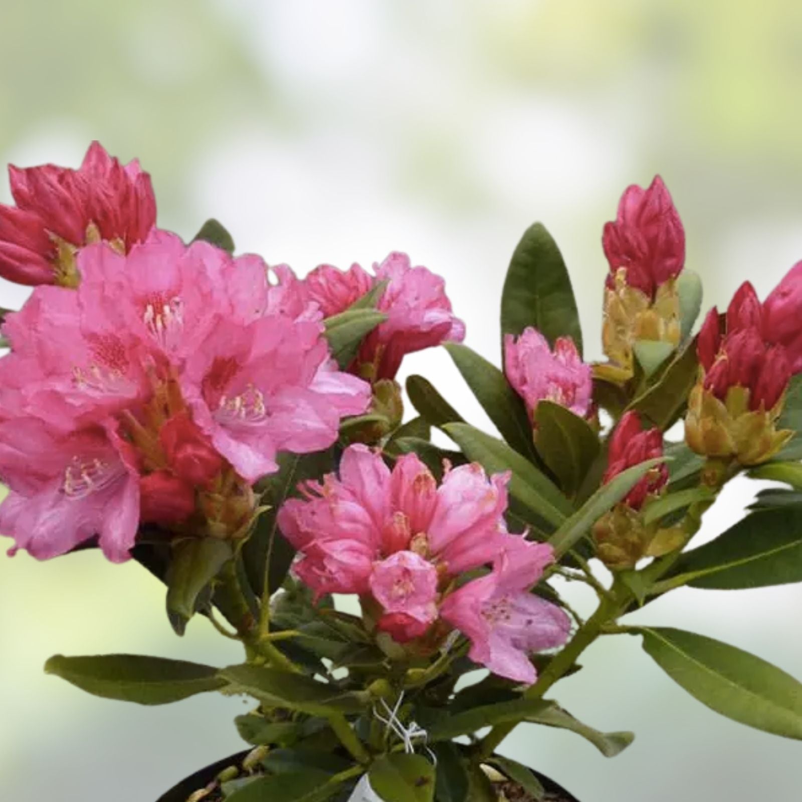 Rhododendron Starter Plant Yaku Prince Variety Well Rooted Dormant Option Available Rhododendron spp,