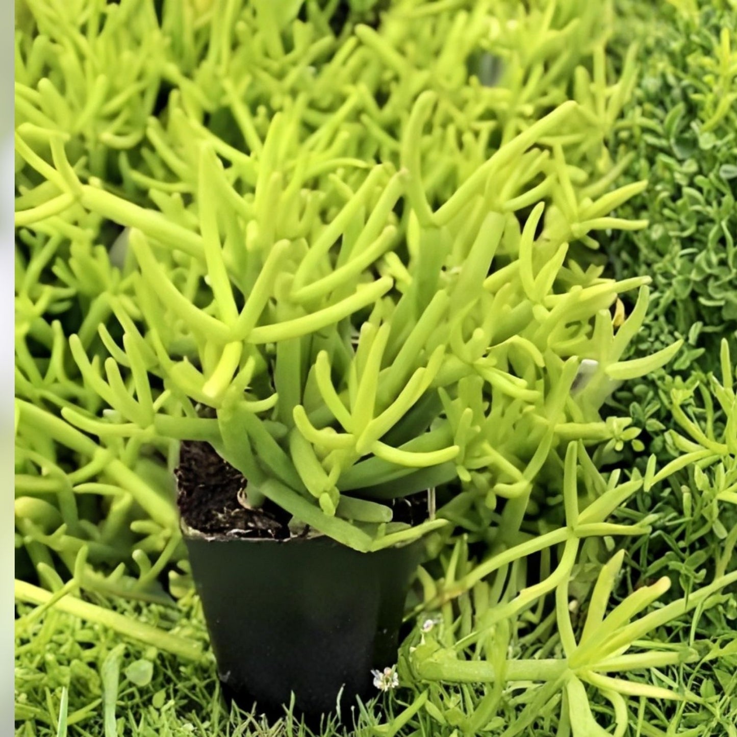 Clumping Epiphytic Cactus Rhipsalis teres forma heteroclada Indoor Plant Unique Branching Succulent