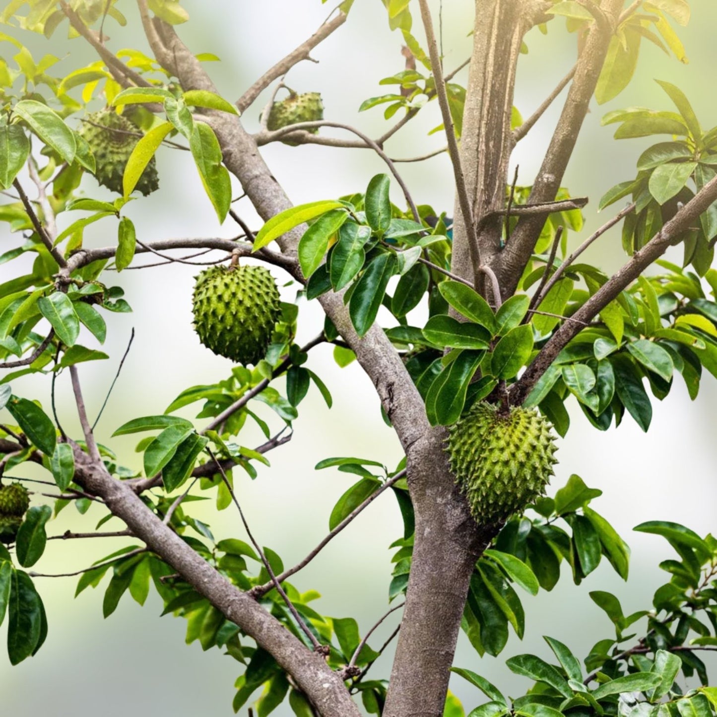 Soursop Tree 5" Pot | Tropical Fruit Tree | Annona muricata | Guanábana | Edible Fruit Plant