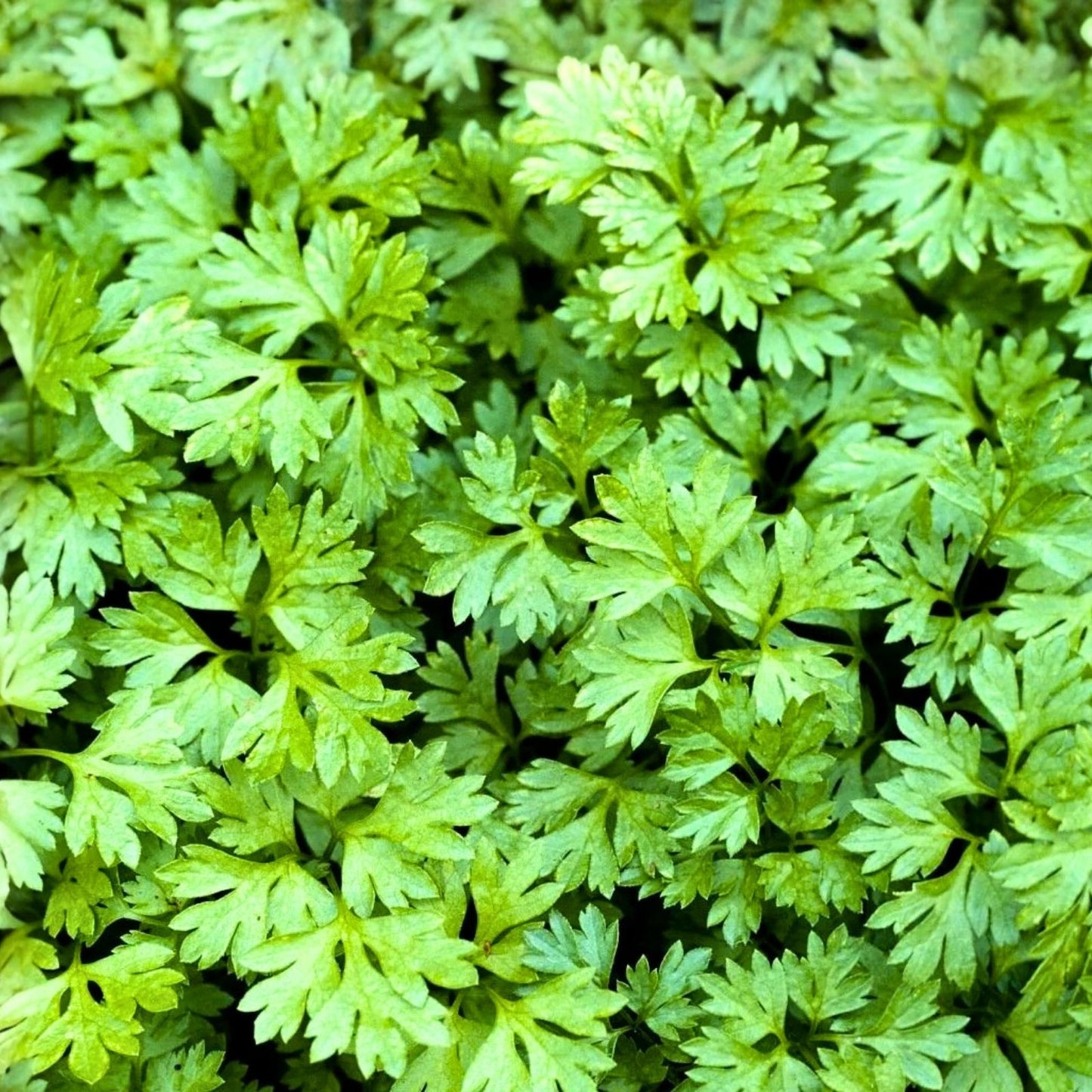 Chervil Seeds 100+ Heirloom Non-GMO Culinary Herb Anethum graveolens for Gardens