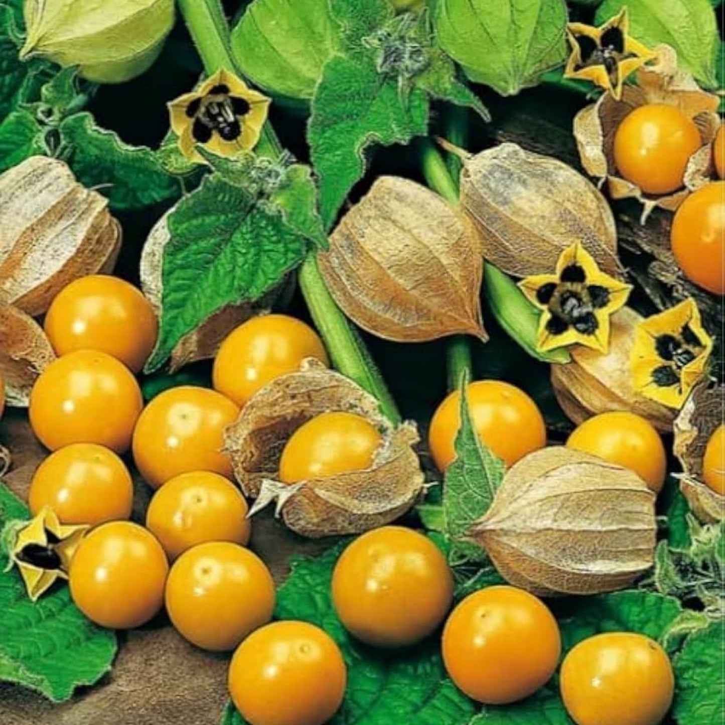 Pineapple Tomatillo Seeds 50 Pack – Heirloom Annual, Easy to Grow, Unique Flavor, Perfect for Home Gardens