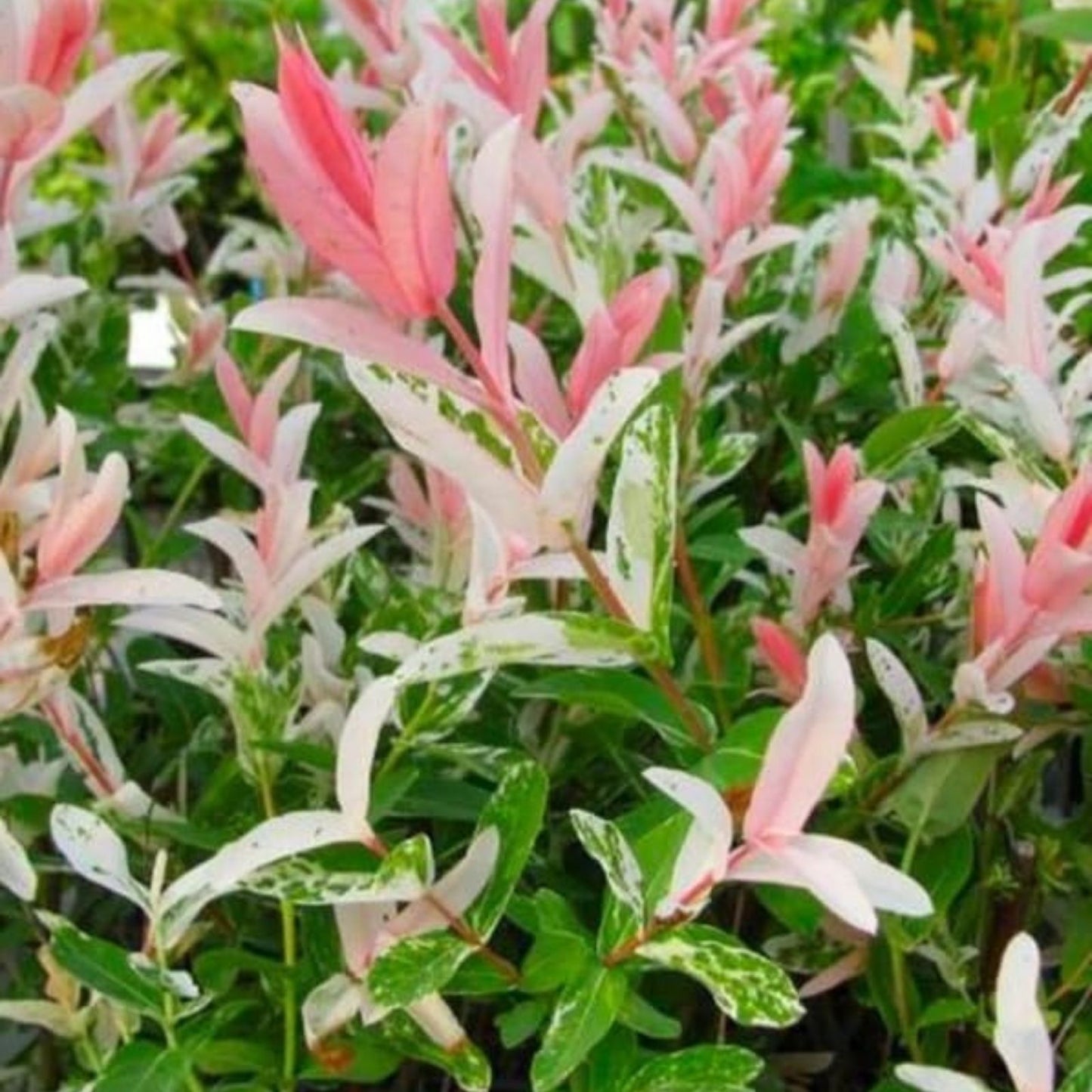 Dappled Willow Cutting 6 Inch Variegated Pink & White Foliage Salix integra 'Hakuro Nishiki'