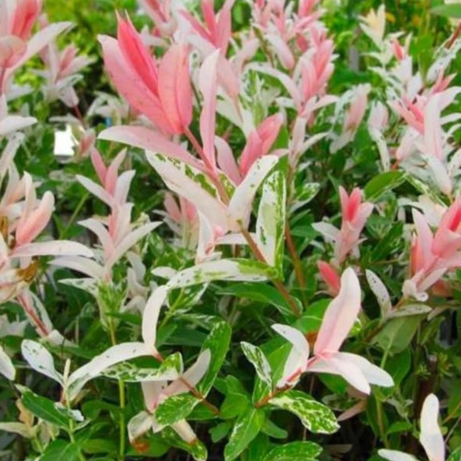 Dappled Willow Cutting 6 Inch Variegated Pink & White Foliage Salix integra 'Hakuro Nishiki'