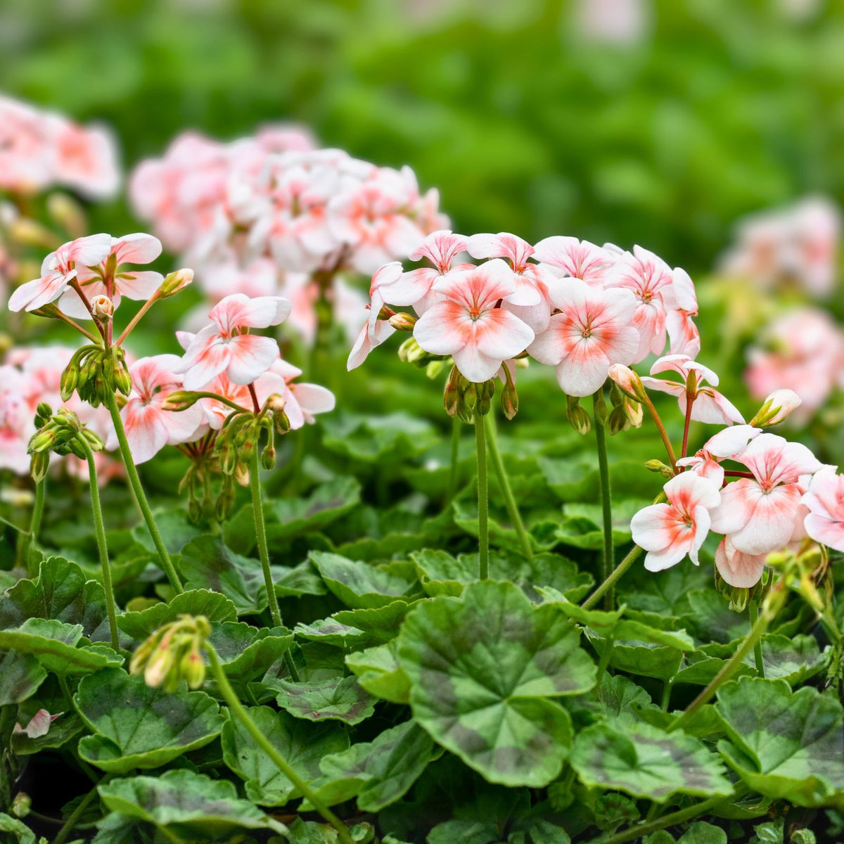 Rare Geranium Plants Set of 2 - Unique Varieties in 3-Inch Pots (Geranium spp.)