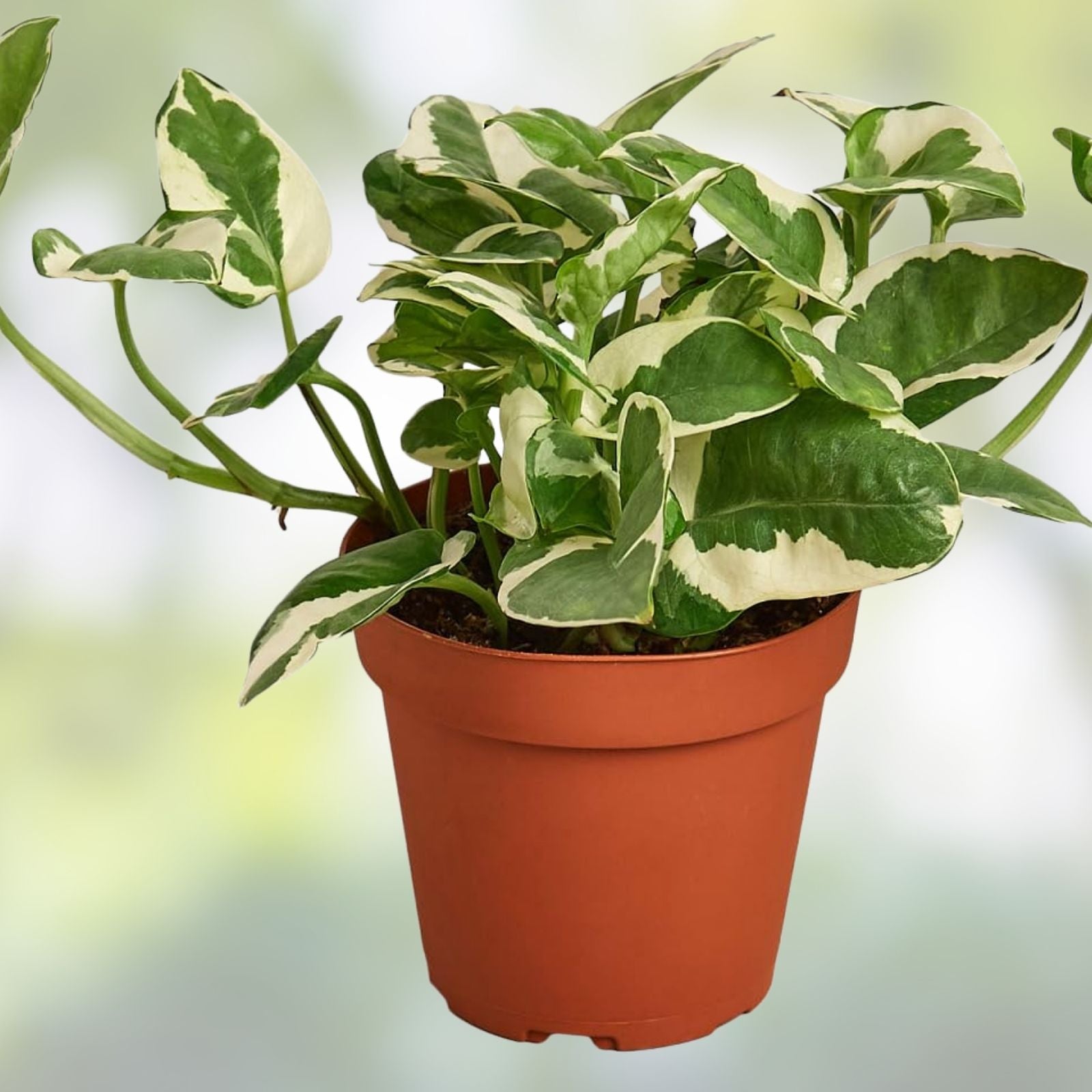 Pothos Pearls and Jade Cuttings - Variegated Devil's Ivy Indoor House Plant - Epipremnum aureum