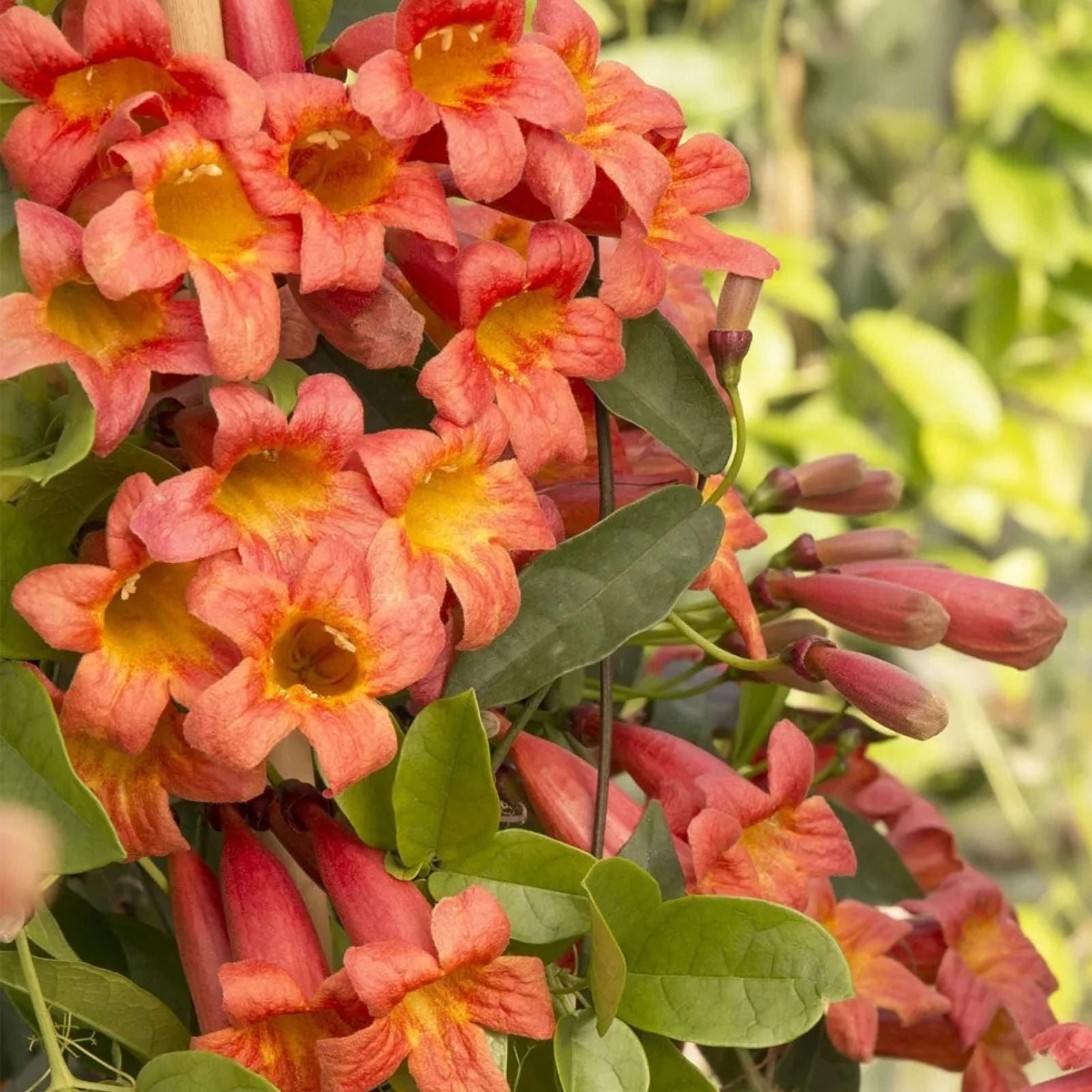 Bignonia "Tangerine Beauty" Crossvine Rooted Starter Plant – Vibrant Orange Blooms, Butterfly Attractant, Ideal for Trellises