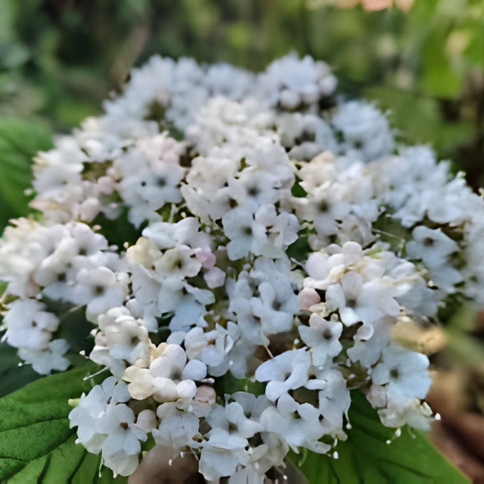 Viburnum Allegheny Cuttings - Hardy Flowering Bush for Hedges - 6 Pack - Viburnum x rhytidophyllum