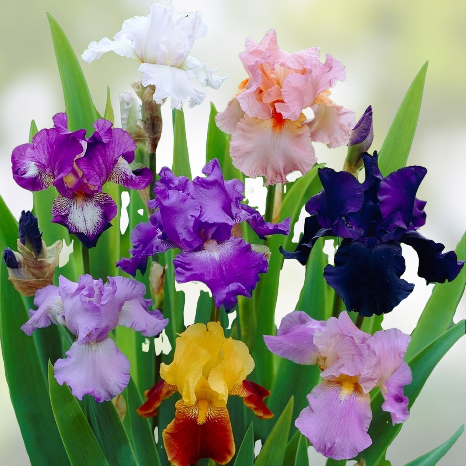 Iris Rhizomes Live Plant Set of 3 – Mixed Colors – Perennial Flower Bulbs for Garden Landscaping – Iris spp.