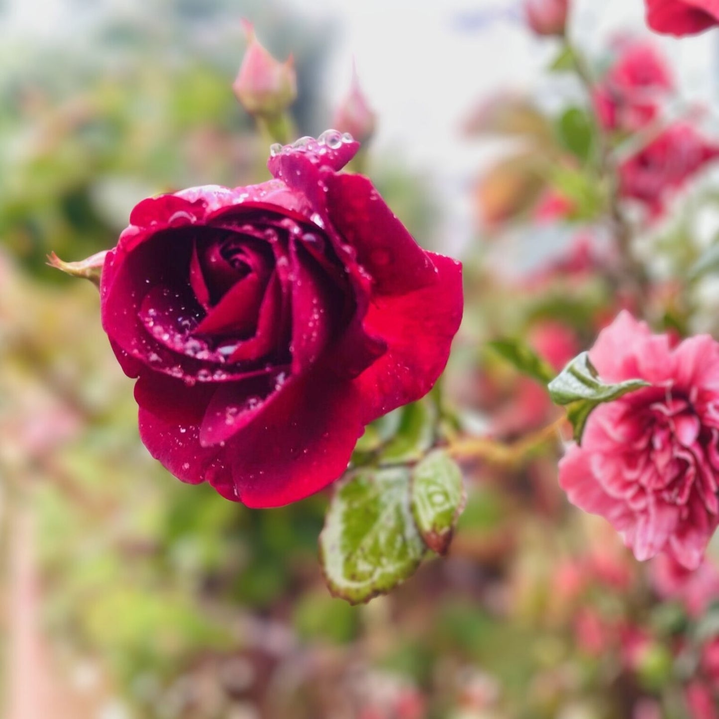 Dr, Huey Rose Plant Cuttings - Live Climbing Flower Shrub - Rosa 'Dr, Huey' - 8 Healthy Gardening Cuttings