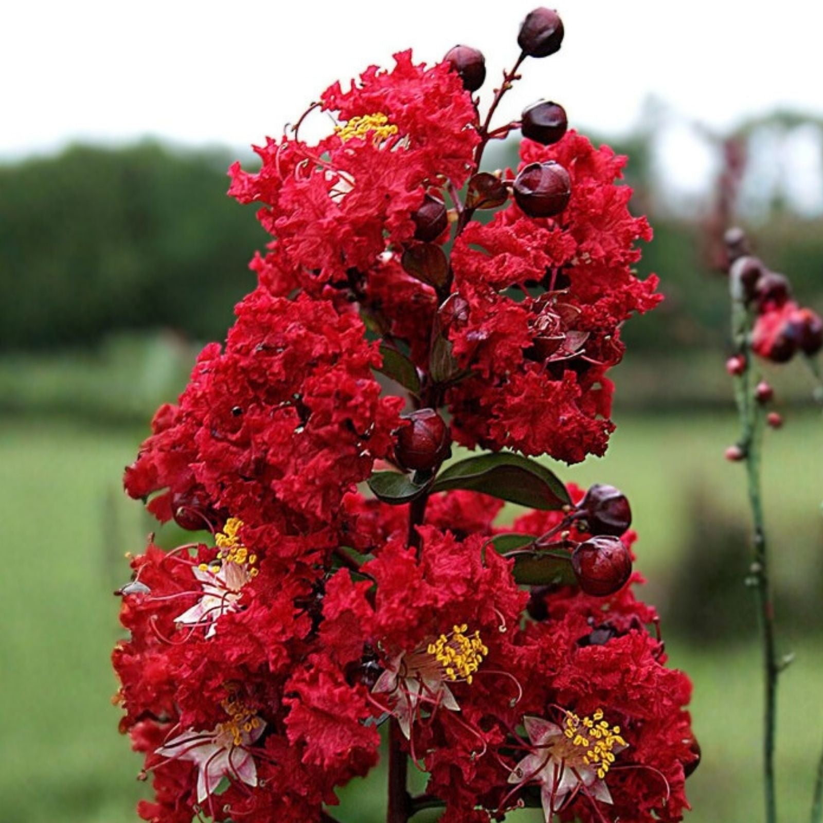 Dynamite Crape Myrtle Live Plant - 16" Lagerstroemia indica 'Whit II' - Red Flowers, Hardy Ornamental Shrub