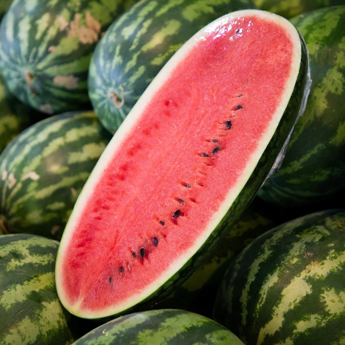 Congo Watermelon Seeds 40 Organic Citrullus lanatus USA Grown Free Shipping Vegetable Seeds