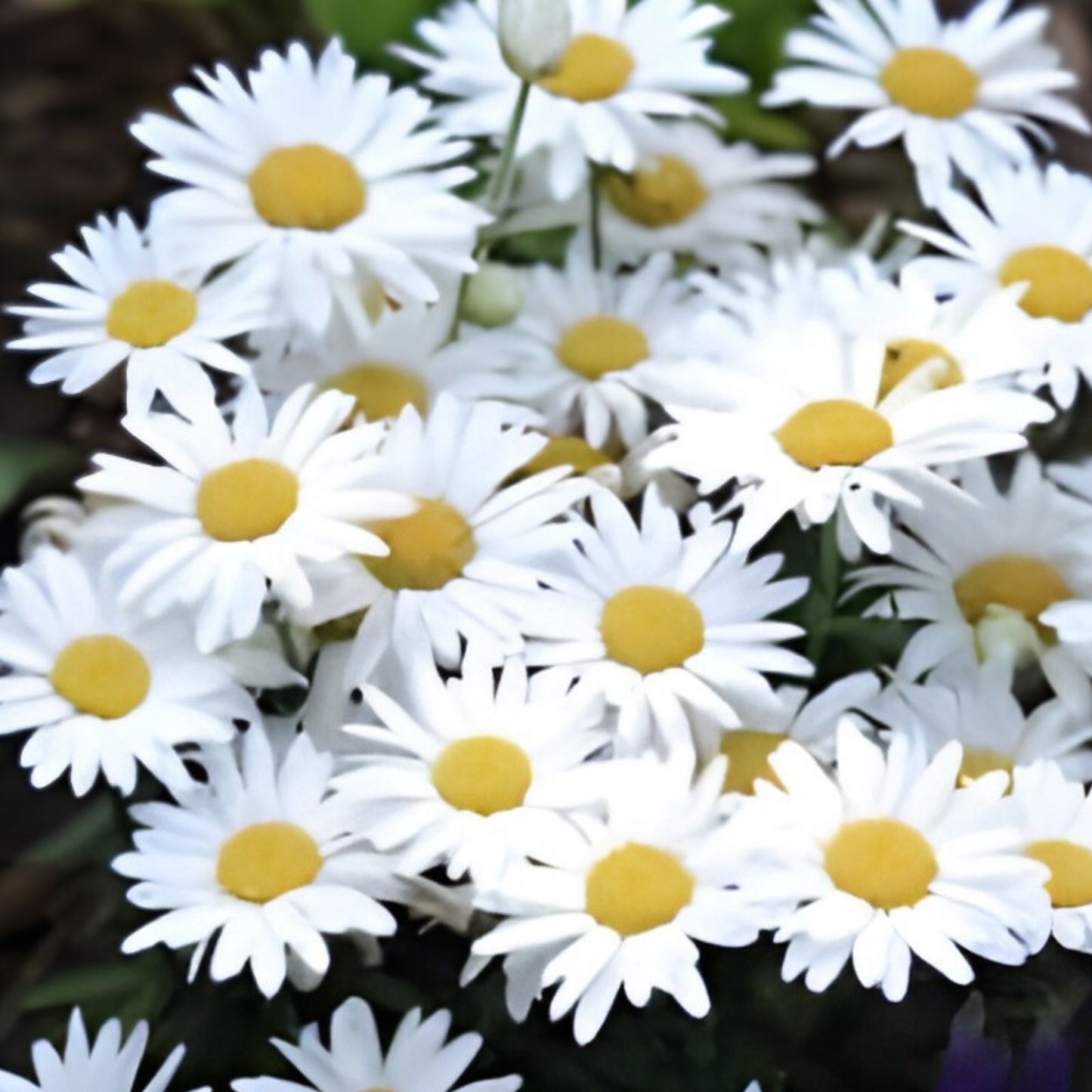 Garland Daisy Seeds 200 Organic Bellis perennis Wildflower Seeds for Garden, Landscaping, and Pollinator Gardens