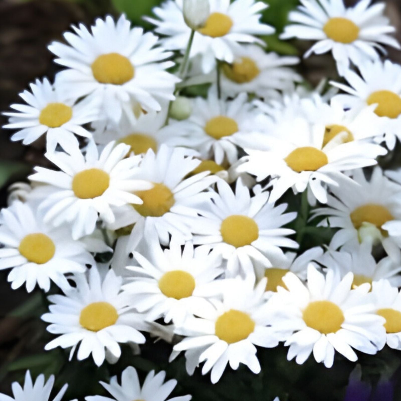 Garland Daisy Seeds 200 Organic Bellis perennis Wildflower Seeds for Garden, Landscaping, and Pollinator Gardens