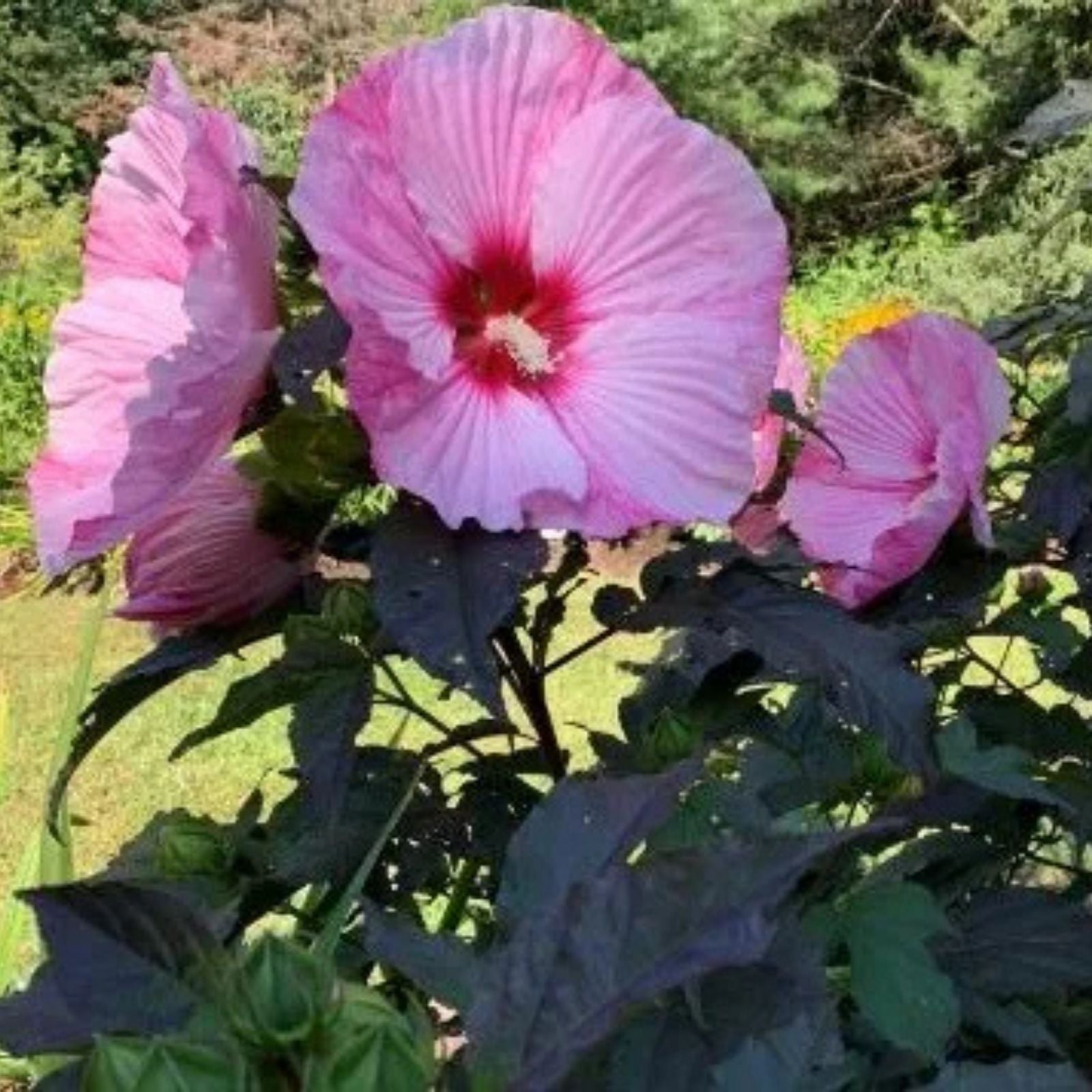Rose Mallow Seeds 100 Count Bright Rose Flowers Hibiscus moscheutos Garden Planting