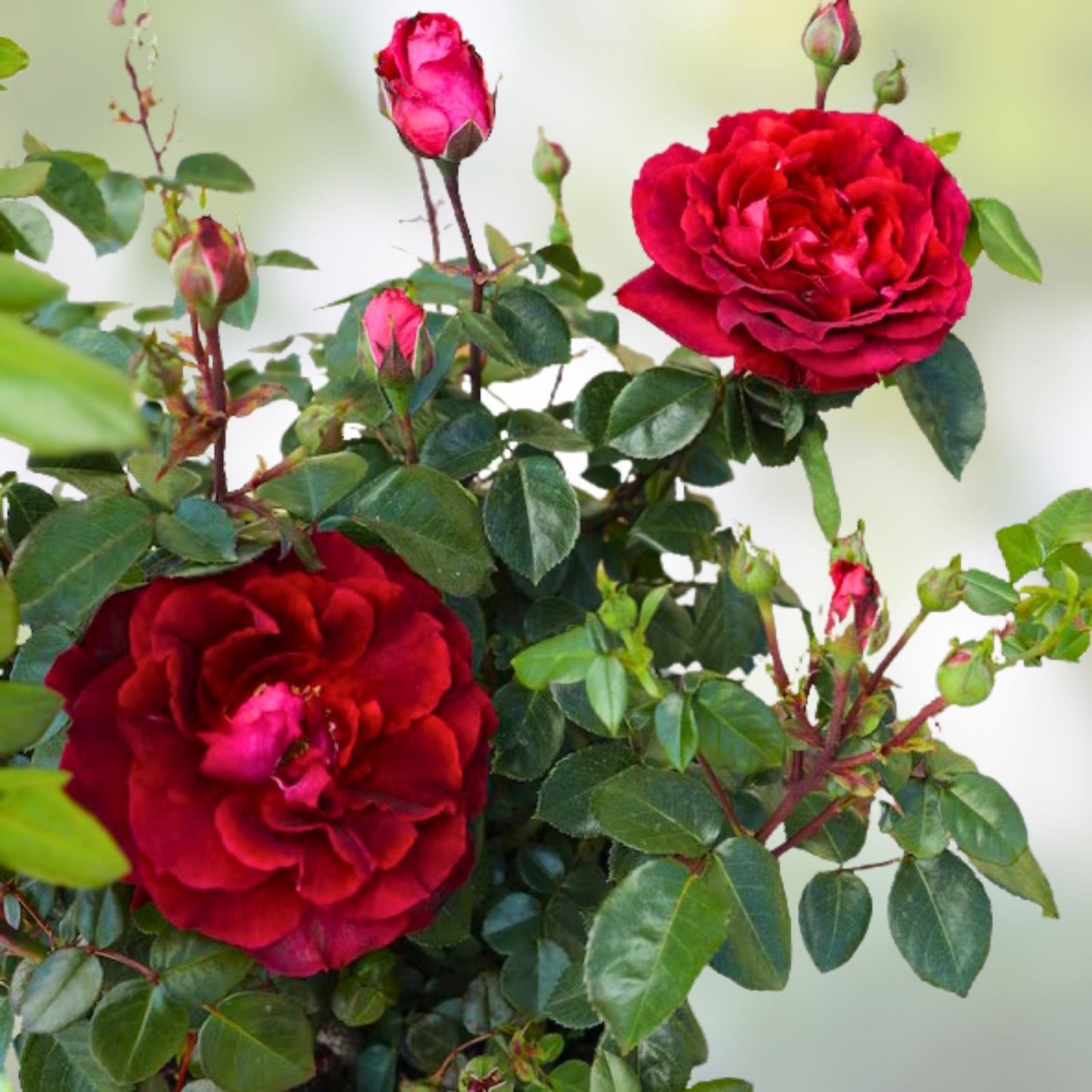 Red True Spirit Rose Bush - Live Plant - Rosa 'True Spirit' - Ornamental Garden Flower for Full Sun - Zones 5-10