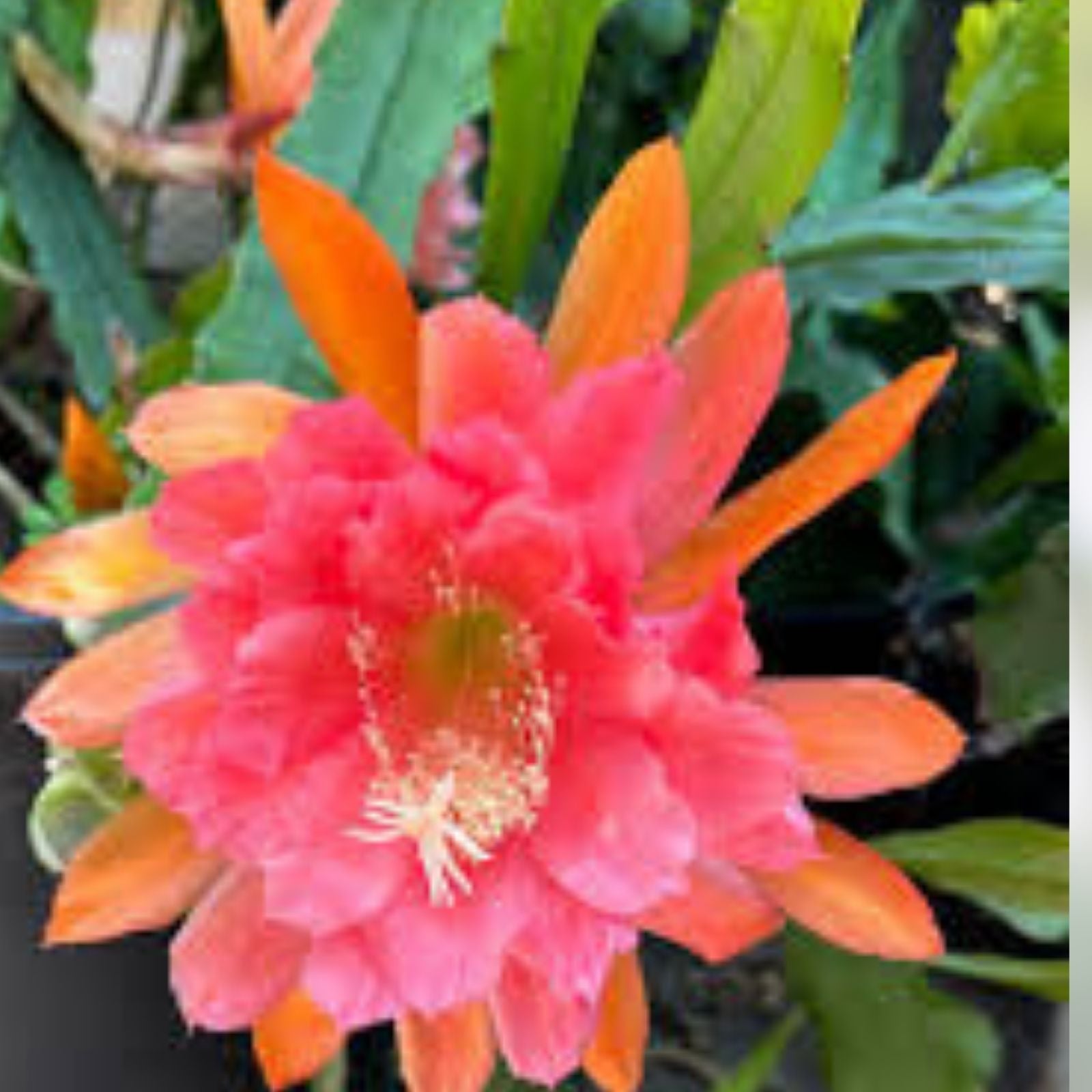 Epiphyllum Cuttings 8-10 inches American Sweetheart Epiphyllum spp, Unrooted Succulent Plant Clippings