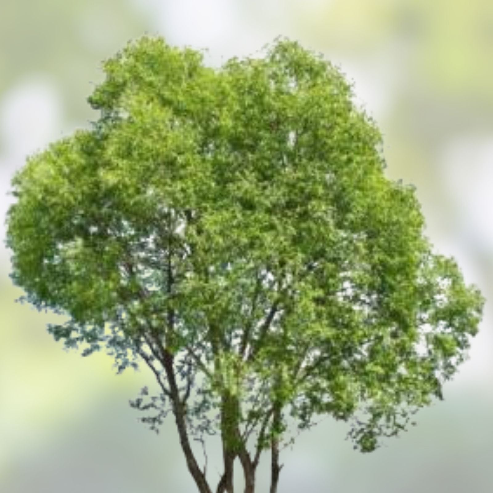 Austree Hybrid Willow Tree Cuttings 5 Pack - Fast Growing Privacy Trees Salix x sepulcralis