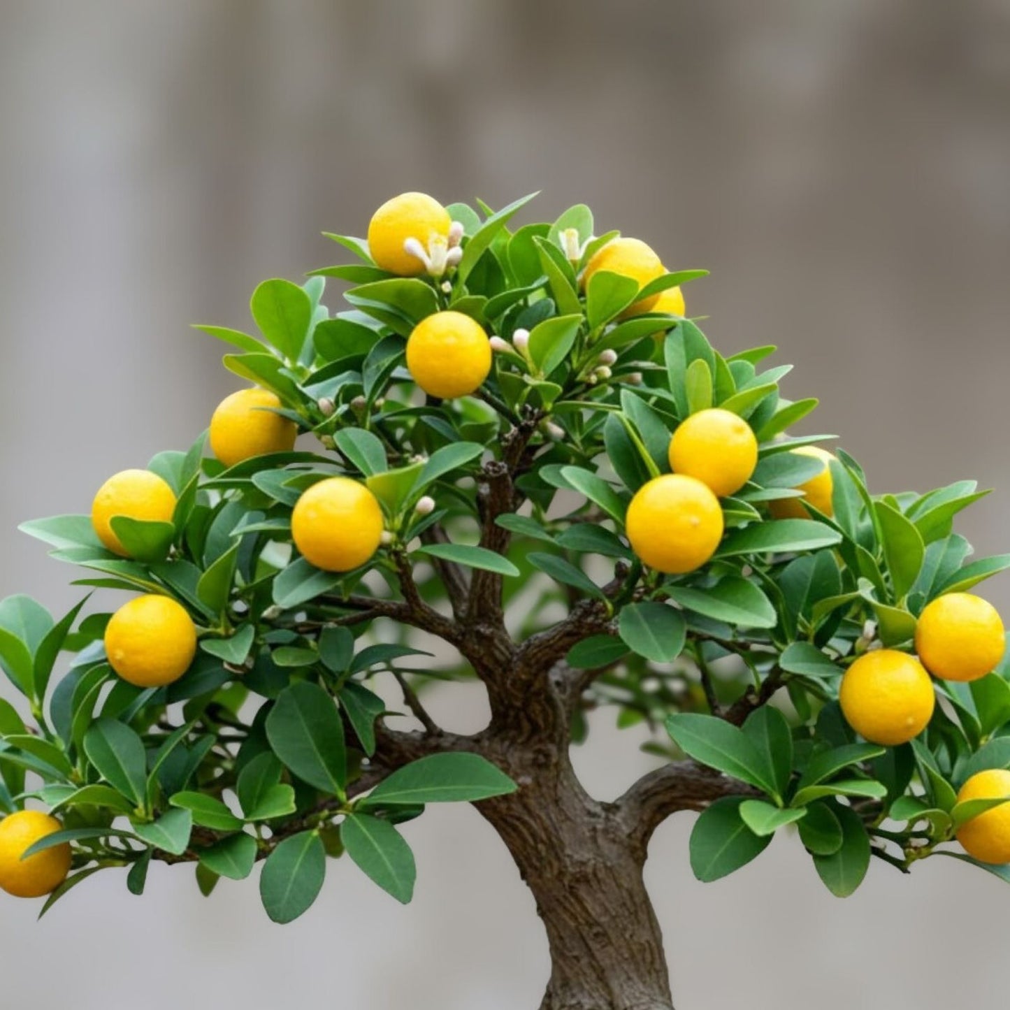Dwarf Lemon Bonsai Tree Seeds – 30+ Citrus limon Seeds for Indoor Planting – Compact Citrus Tree for Home Garden