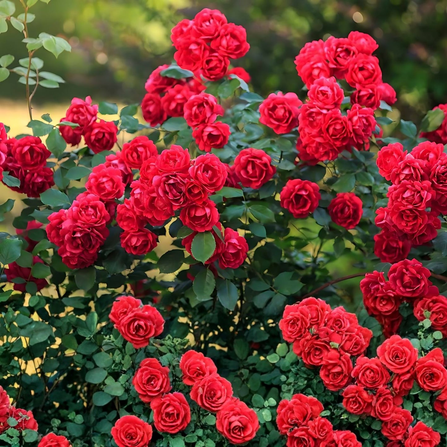 True Passion Rose Cuttings - Bright Fiery Blooms - Rosa 'True Passion' - Garden and Floral Arrangement Plant